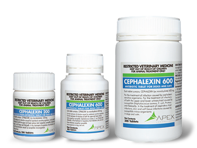 Cephalexin For Dogs: Safe Dosages And Uses – Forbes Advisor